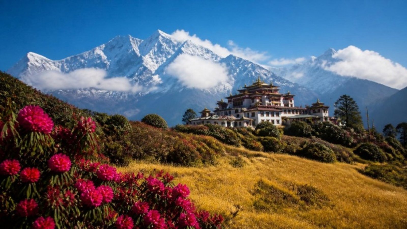 Sikkim landscape with rhododendrons and snow peaks – best time to visit Sikkim