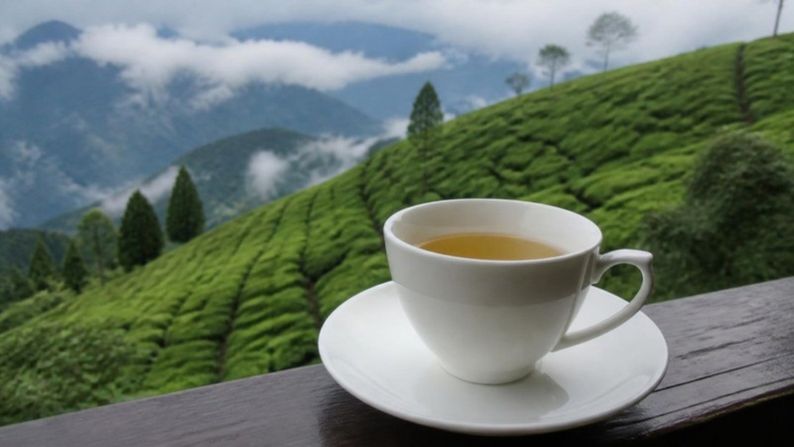 Cup of Darjeeling tea overlooking a tea estate – Darjeeling tea garden tour