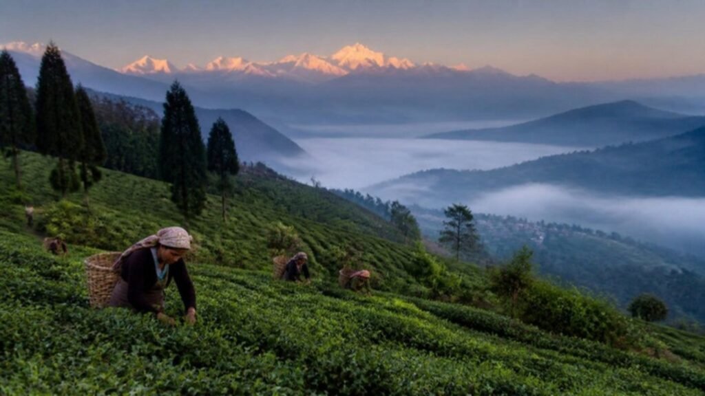 Darjeeling tea gardens with Kanchenjunga at sunrise – Darjeeling tour package